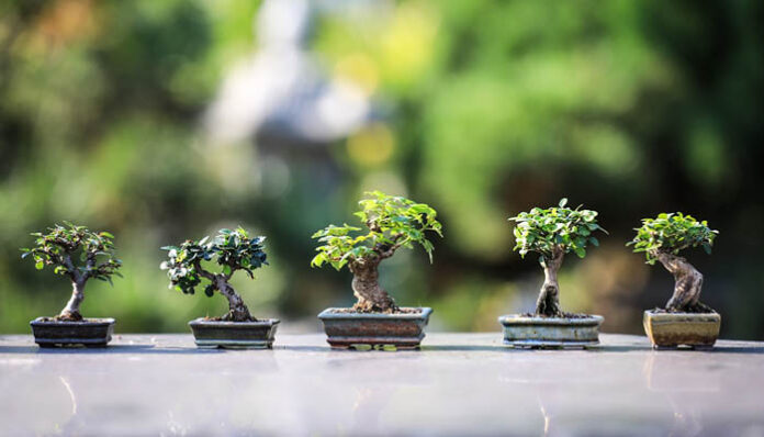 bonsai-tree