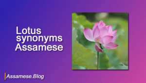 Lotus synonyms in Assamese